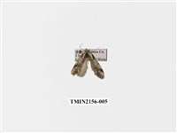 藏品(臺美波紋蛾)的圖片